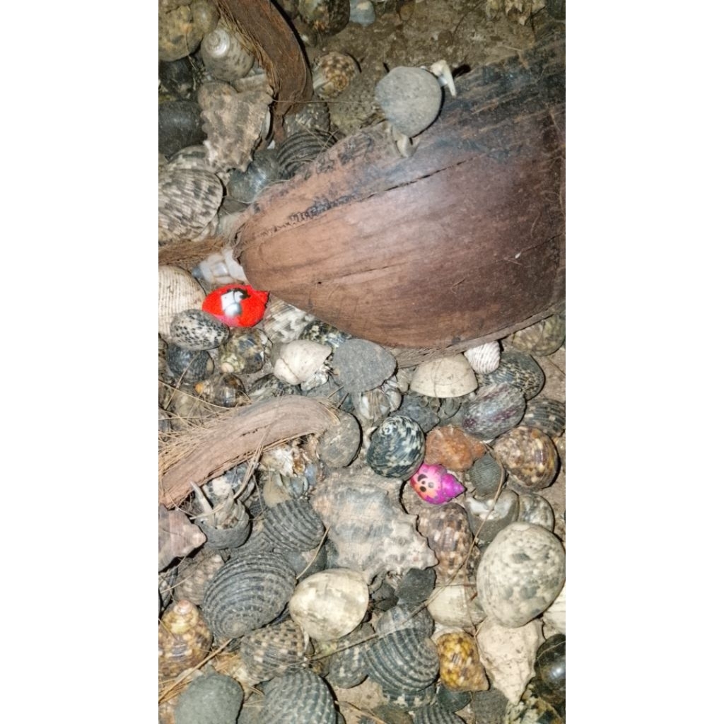 kelomang kecil kecil 1kg