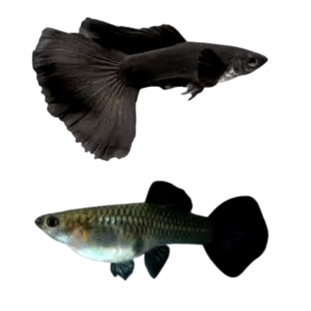Hiasan aquarium Guppy sepasang Black Moscow