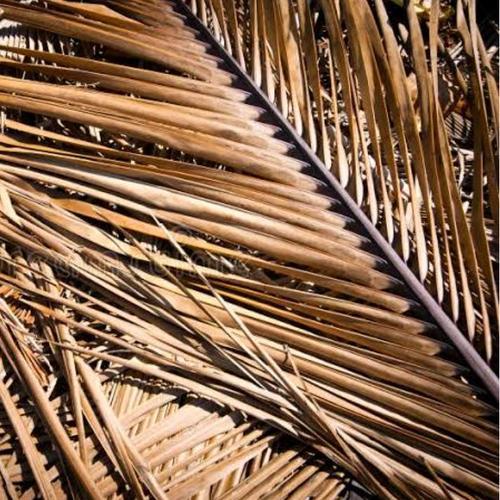 Belarak Kering Daun Kering Kelapa Daun kelapa kering super