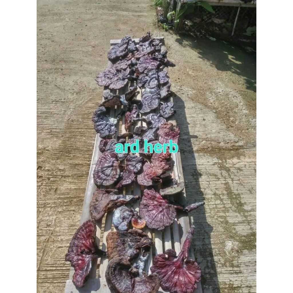 jamur lingzhi kering 1 kg