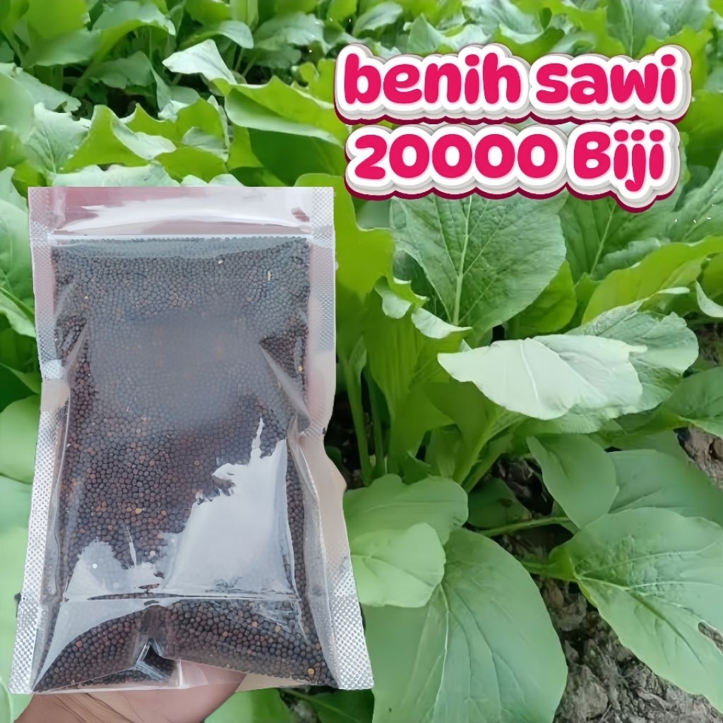Bibit Sawi Hijau Esabi 20000 Biji Benih Sawi Unggul Isi Banyak