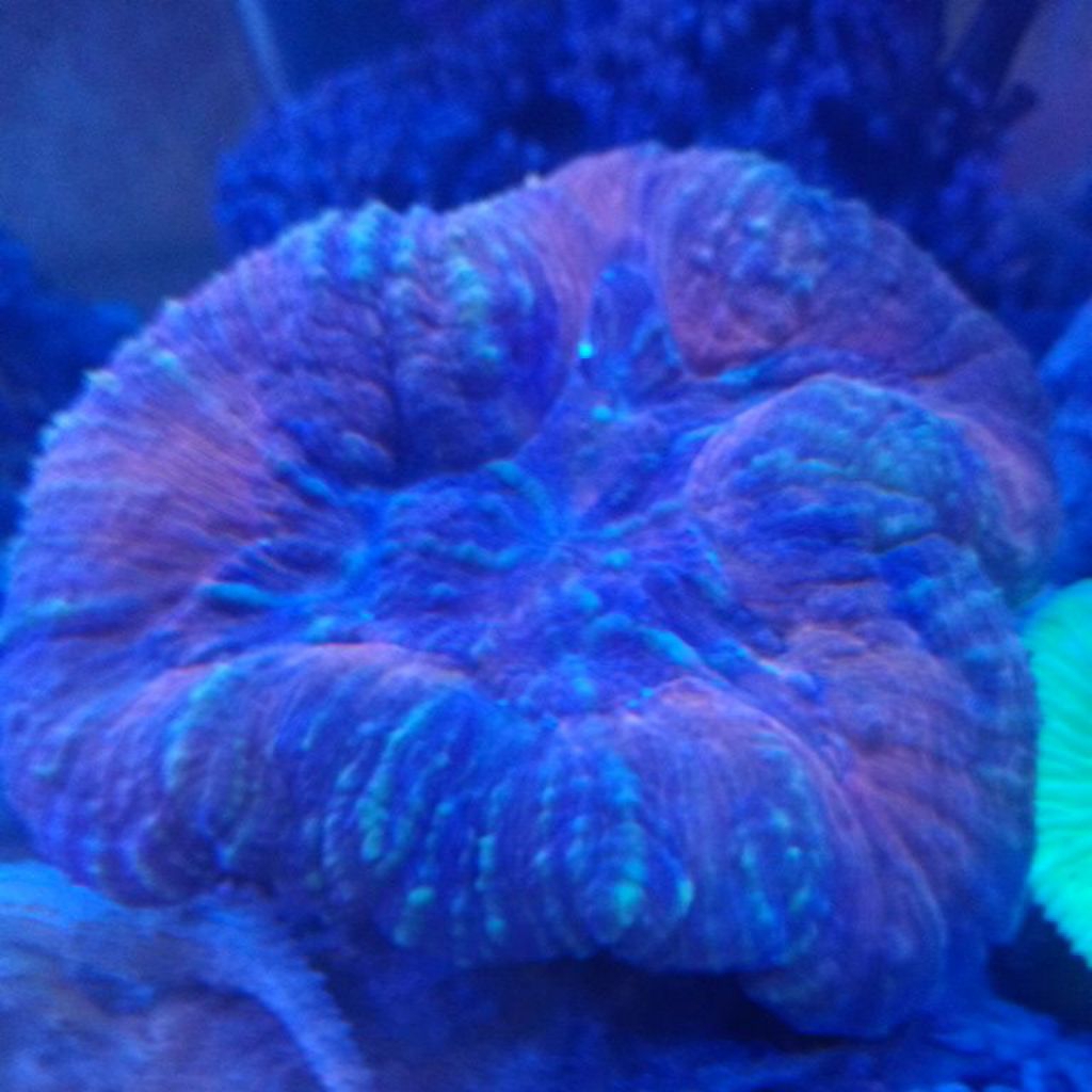 hiasan aquarium air laut coral daging merah