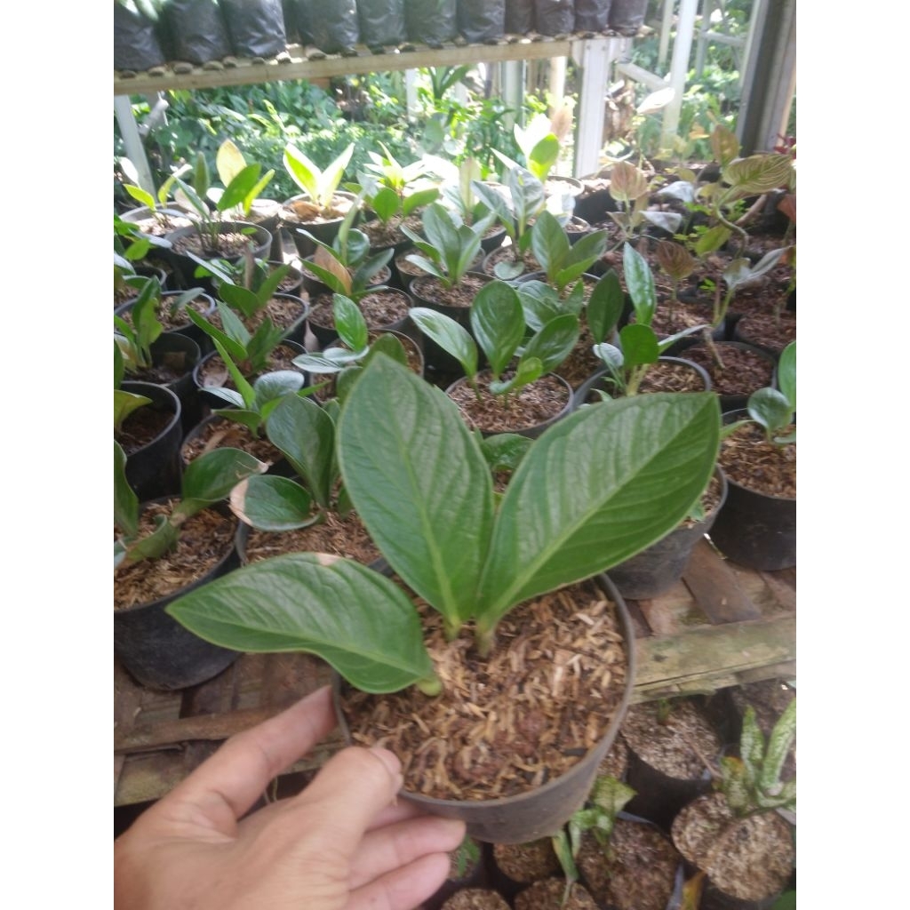 tanaman hias anthurium daun jemani mangkok bibit