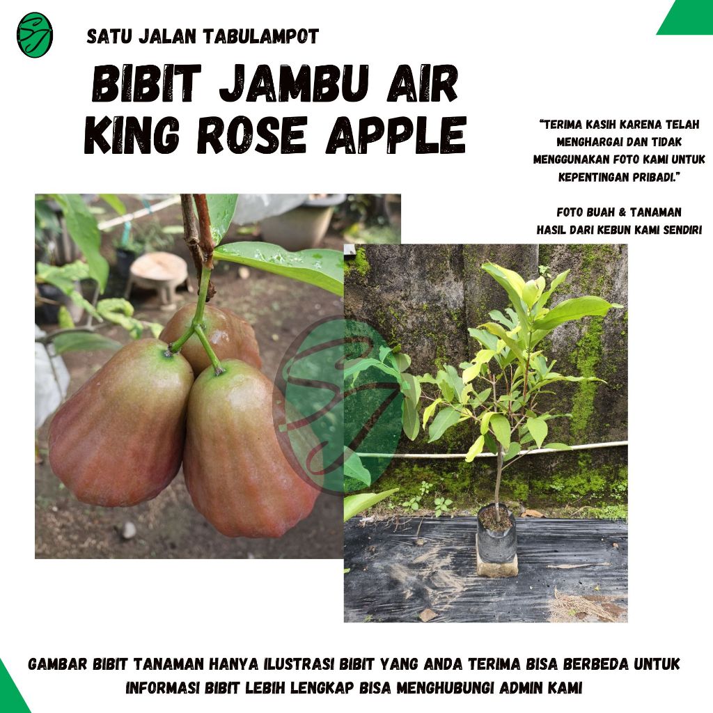 Bibit Jambu Air King Rose Apple