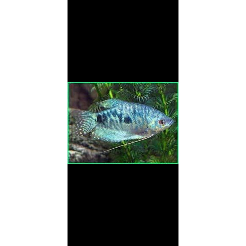 SEPAT BIRU IKAN AQUARIUM HIASAN AQUARIUM