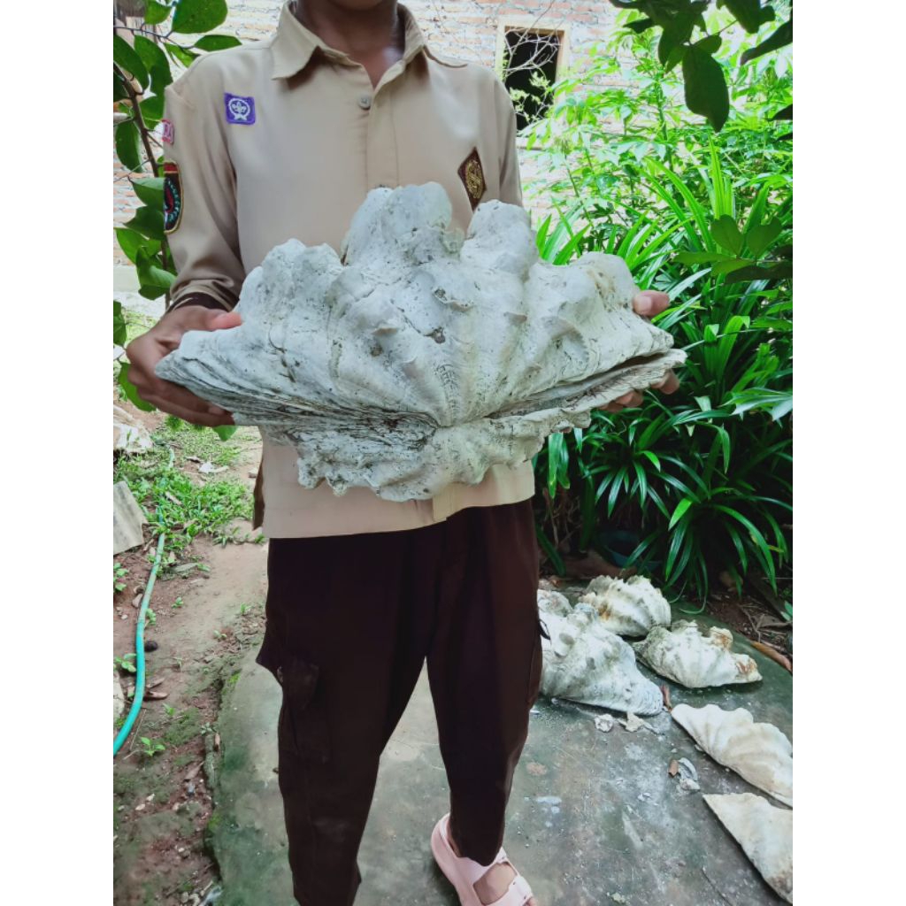 cangkang kerang laut Jinny super jumbo setangkup