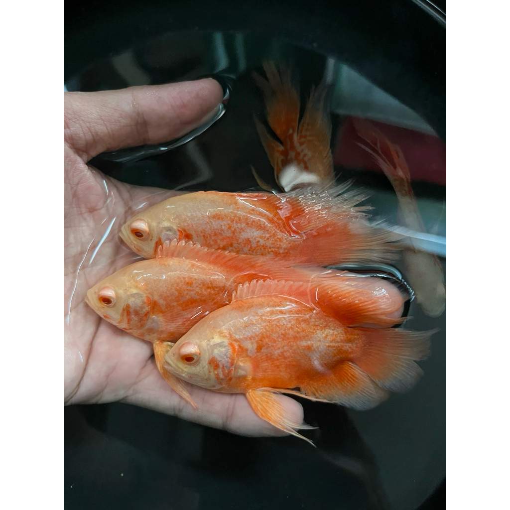 OSCAR SLAYER NEMO & RED PARIS 2JARI BERGARANSI