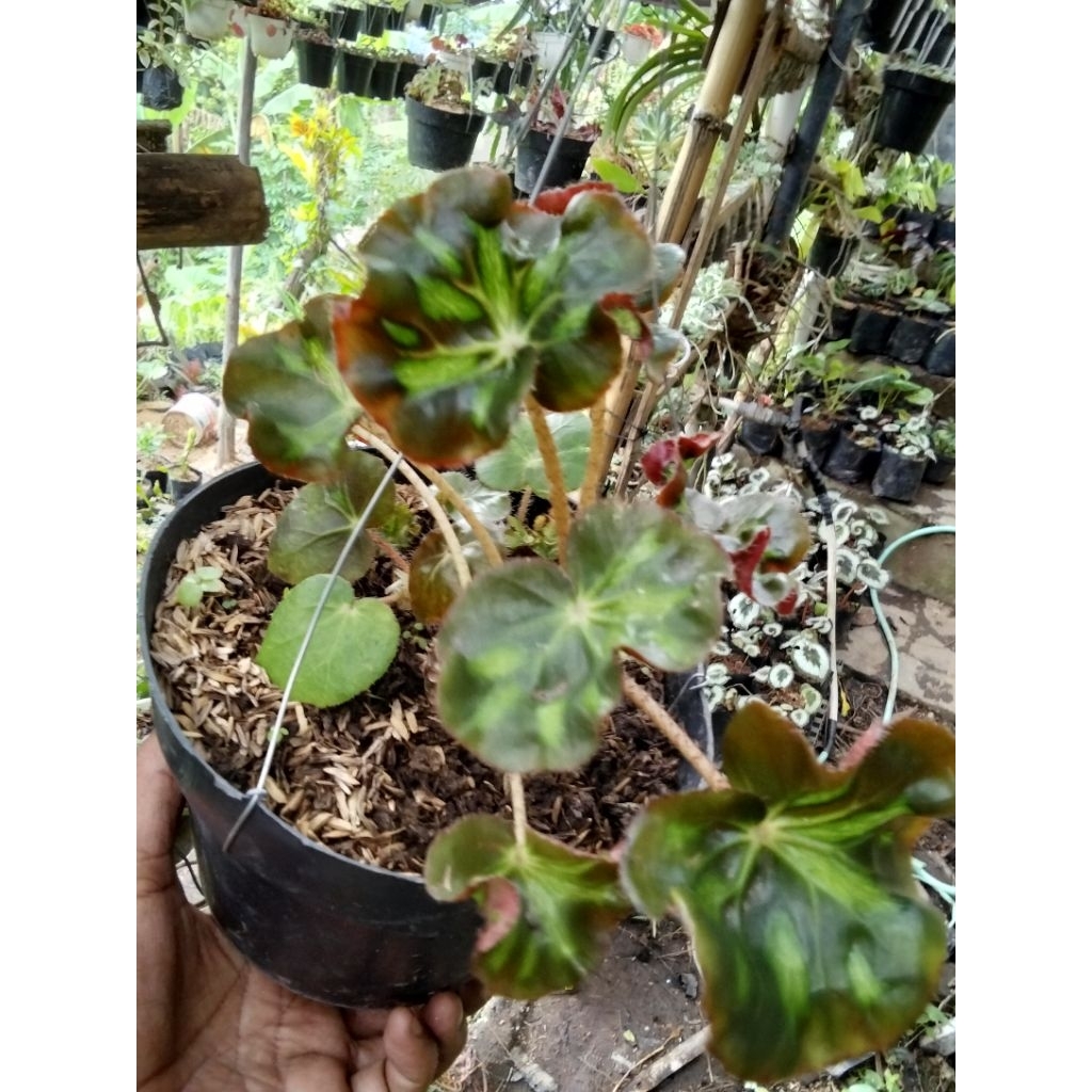 Tanaman Hias Begonia Curly Cathedral dewasa