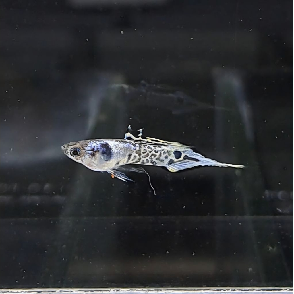 Guppy Yellow Galaxy Speartail