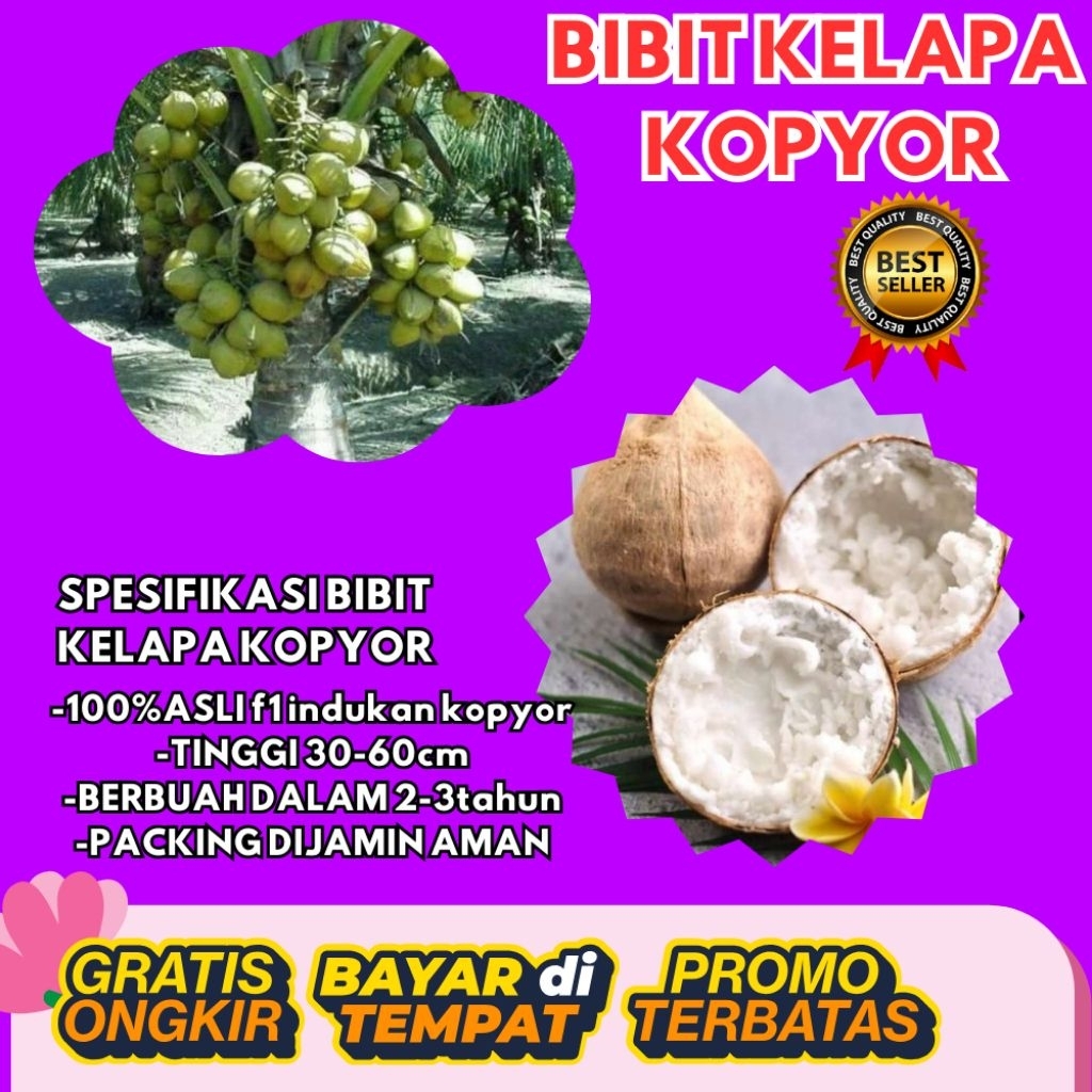 PROMO  Bibit Kelapa Kopyor, Bibit Kelapa Kopyor Asli, Bibit Kelapa Kopyor Bersertifikat
