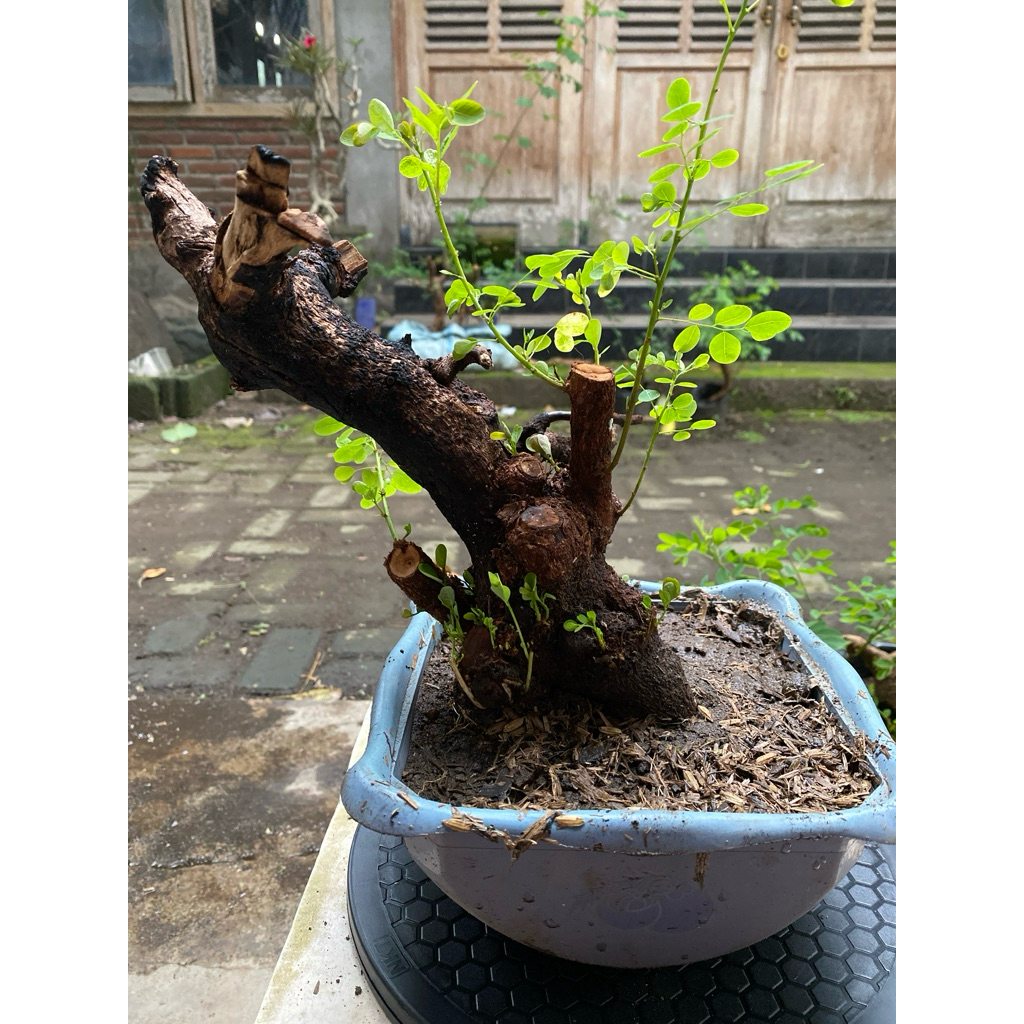 Bahan bonsai Ileng-ileng / Mangsian / Phylantus reticulatus