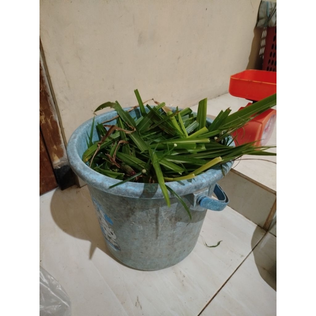 rumput odot segar