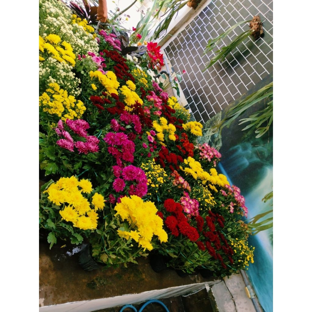 bunga krisan krisan cantik