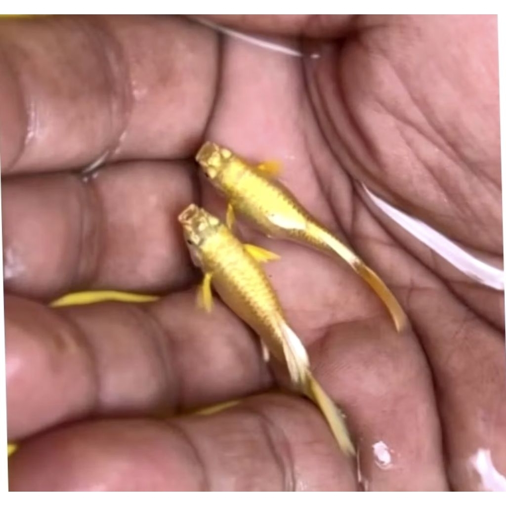 Hiasan aquarium Guppy sepasang full gold