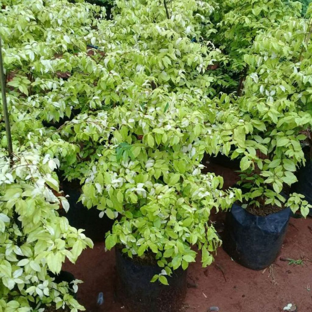 Tanaman hias anting putri / bahan bonsai anting putri bunga putih