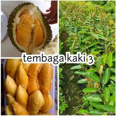 bibit buah durian super tembaga kaki 3