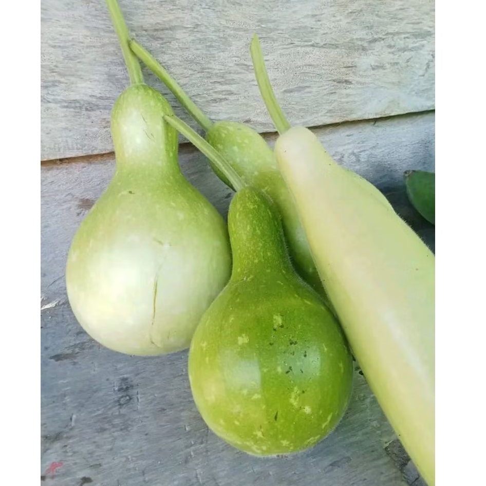 Labu air/Labu botol/blonceng/labu air lonjong obat herbal gerd dan maag