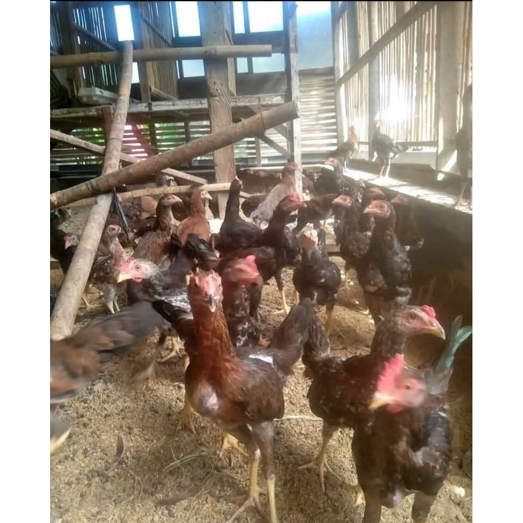 ayam KUB kampung unggul  SUPER umur 2 bulan ++