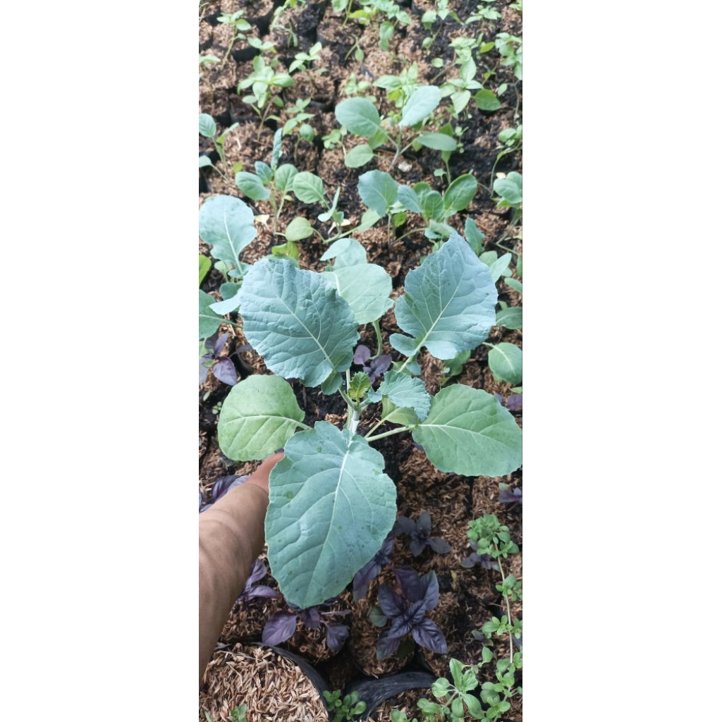 tanaman sayur brokoli hijau bejo