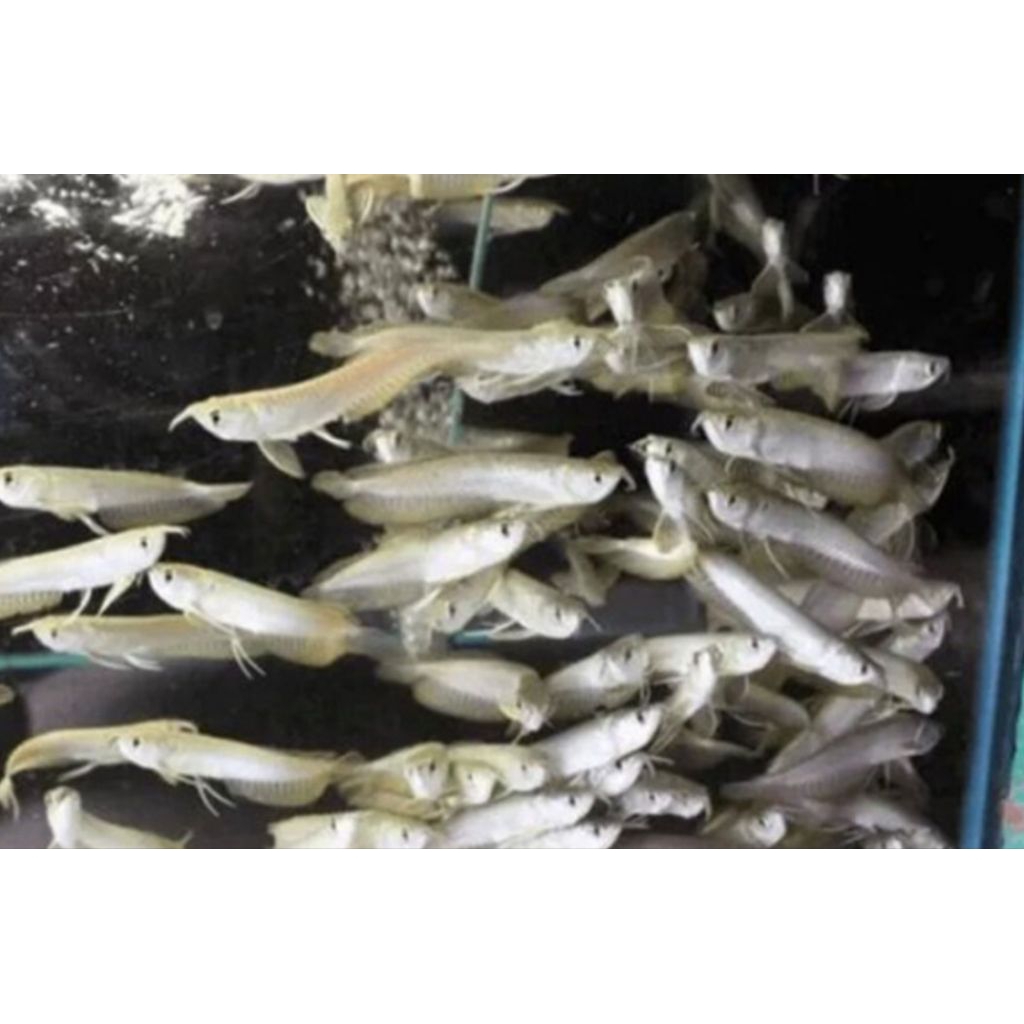 kebutuhan Arwana silver red 10-11cm ready