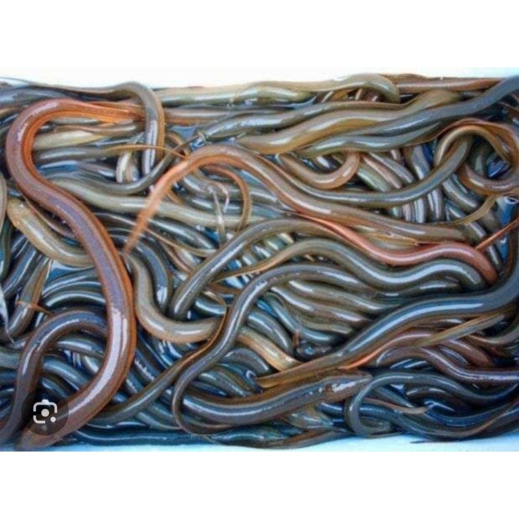 Bibit Belut Sawah / belut konsumsi kiloan