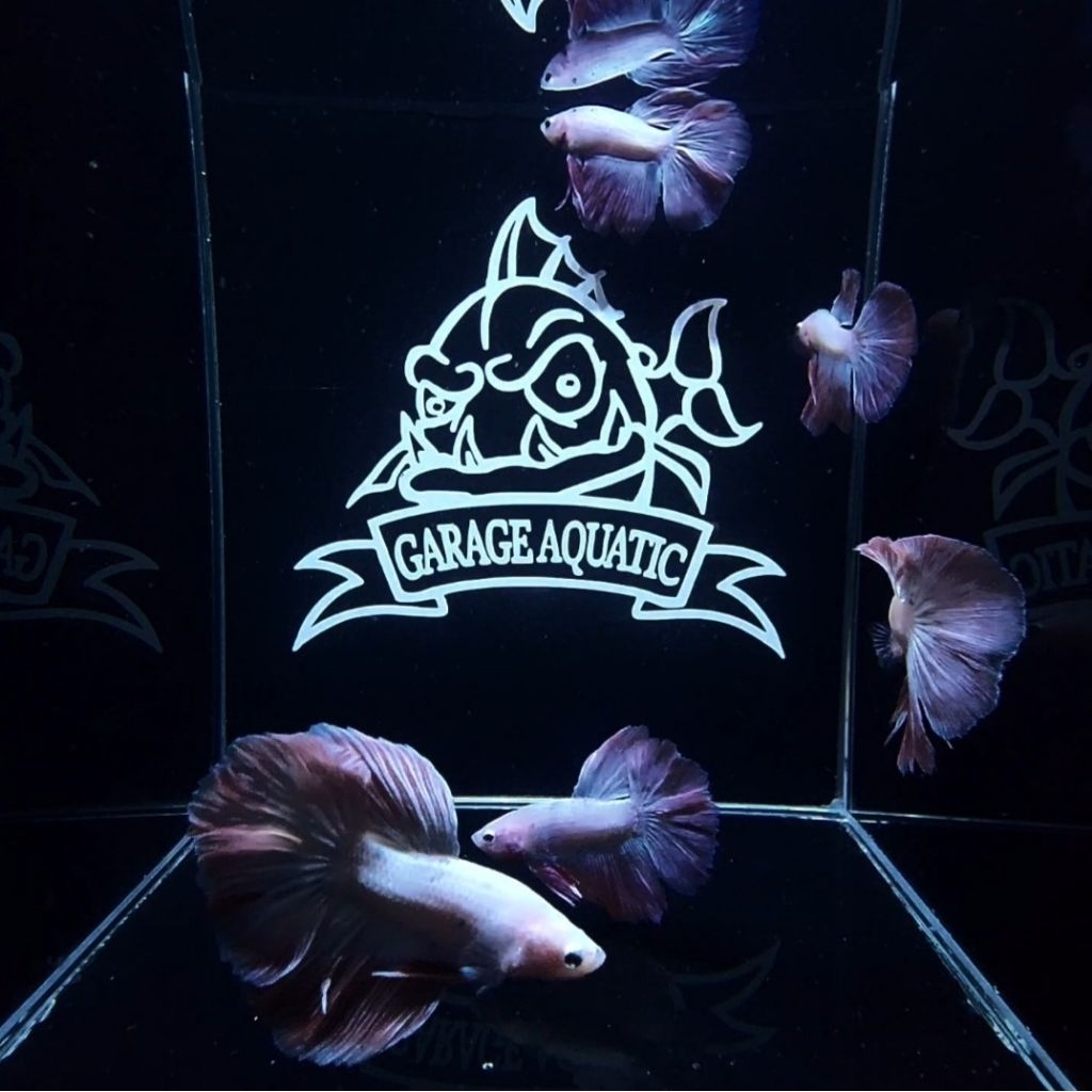 (INSTANT) IKAN CUPANG HALFMOON PINK AURORA HIASAN AQUARIUM AQUASCAPE