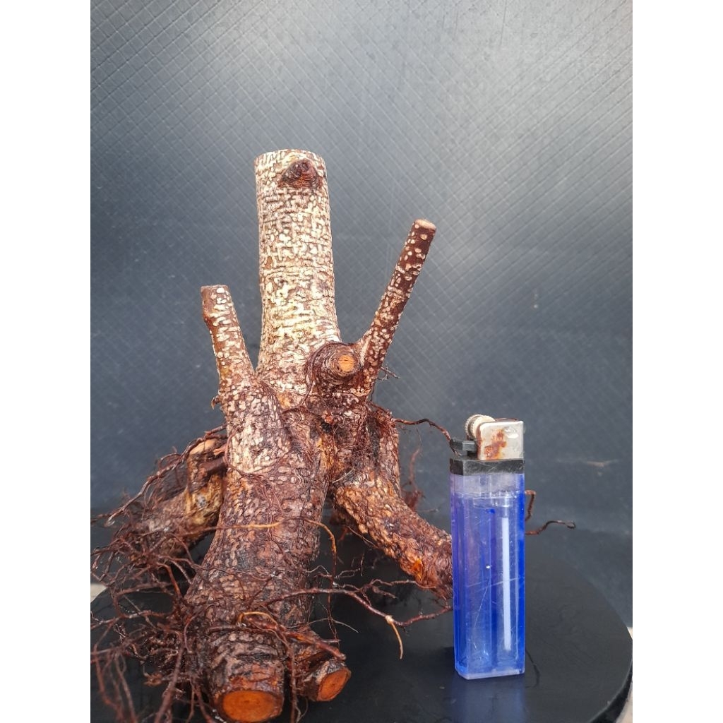 Bahan Bonsai Kimeng Prokar Gaya Formal Percabangan sudah ada  Small Size Real Pict