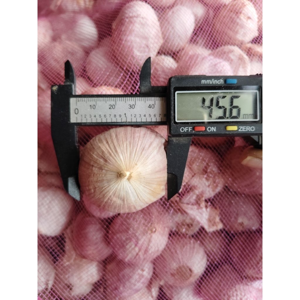 Bawang putih tunggal super jumbo 1kg fresh sudah sortir