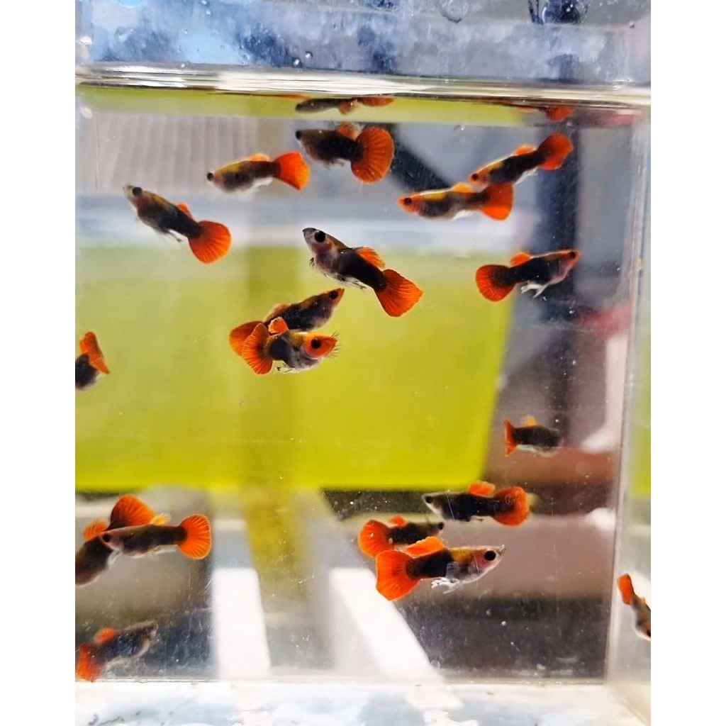 stiker TUXEDO KOI SB GB short body glass belly hiasan aquarium