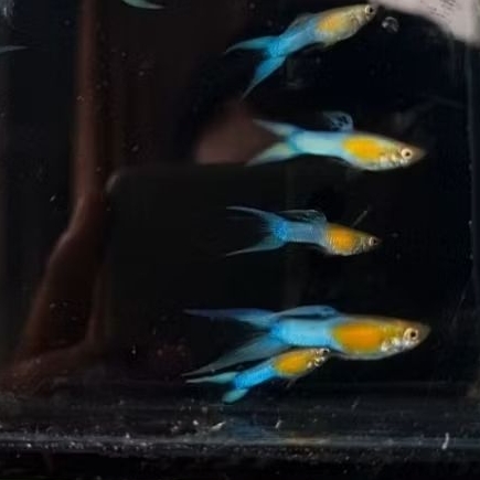 sepasang guppy blonde japan blue DS hiasan aquarium