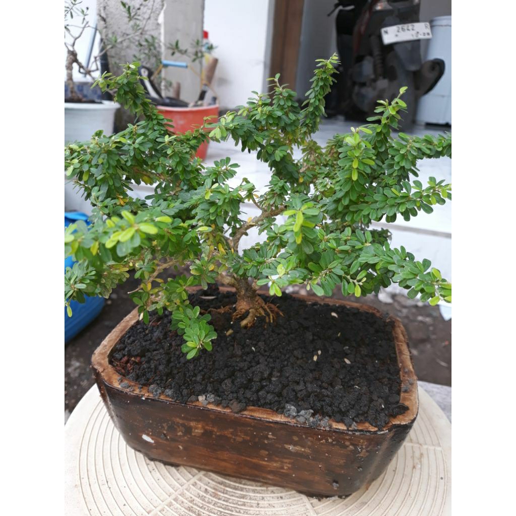 bonsai saeng simbur thailand pajangan