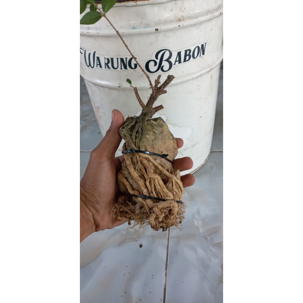 Bahan Bonsai Sakura Mikro