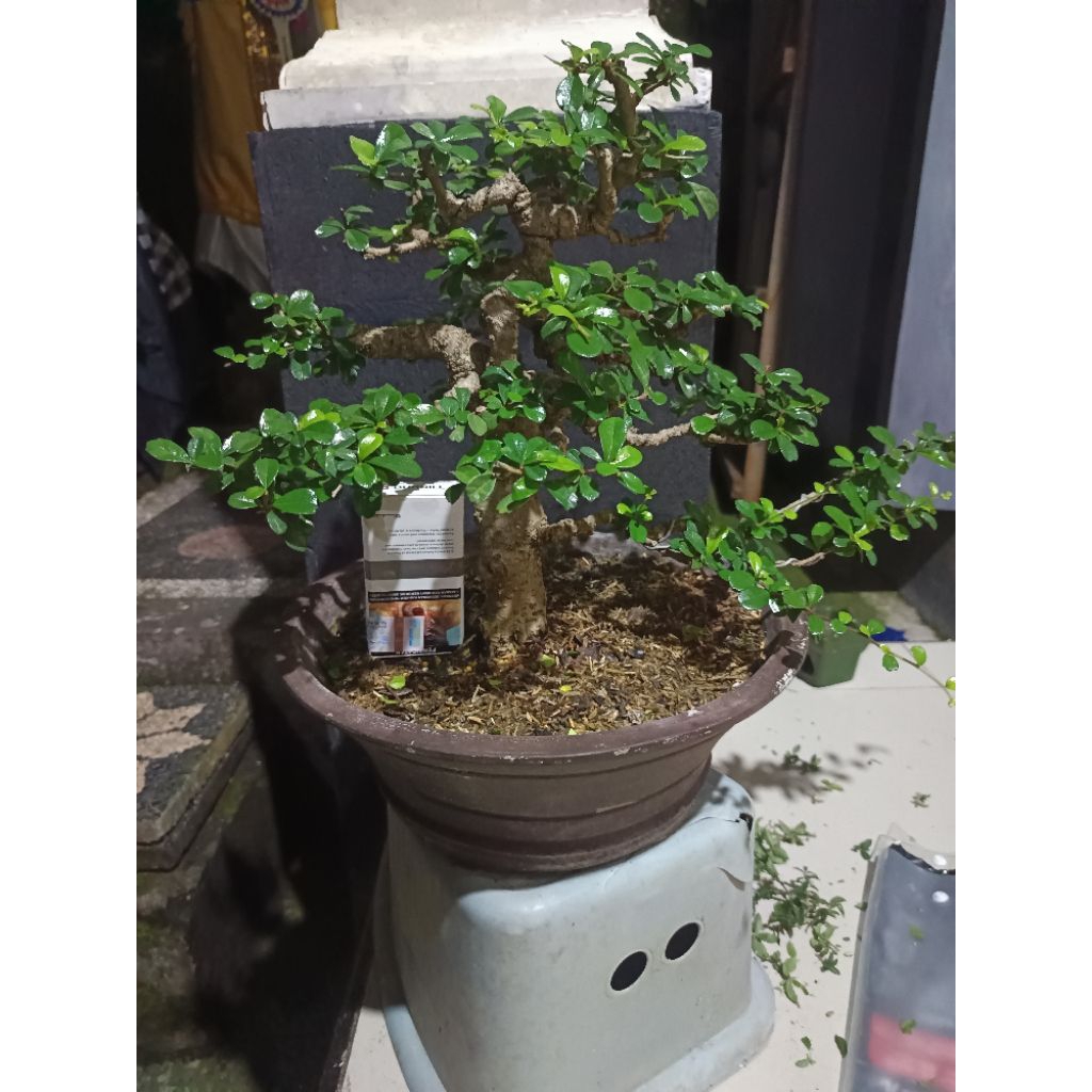 bonsai hokianti bunga import