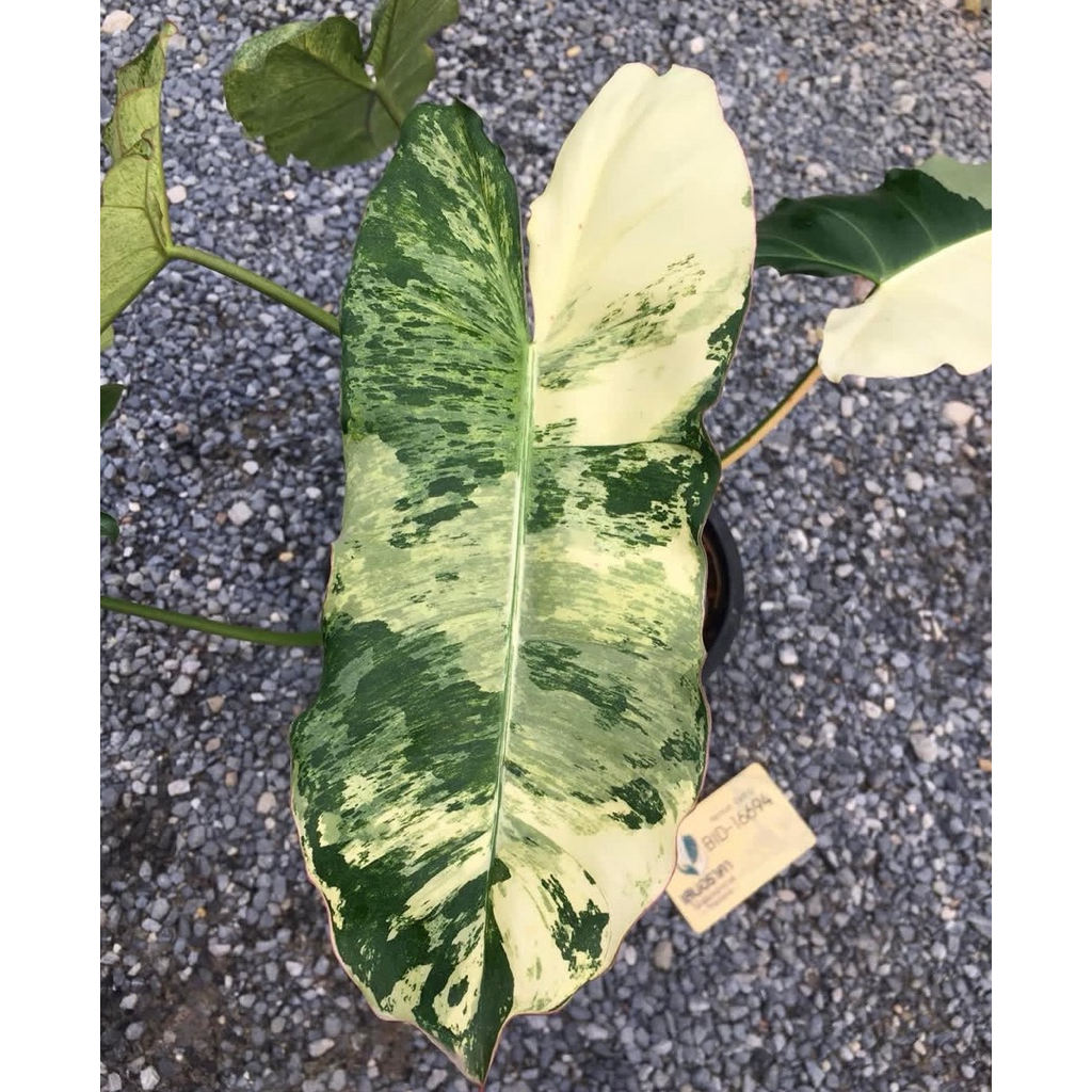 Philodendron paraiso verde langka - bibit bonggol asli