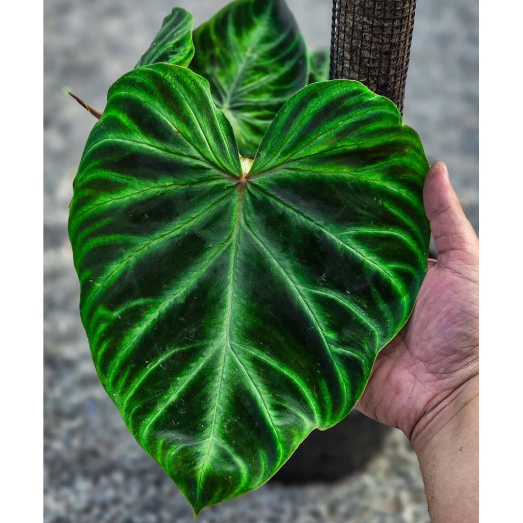 Philodendron verrucosum langka - bibit bonggol asli - tanaman hias