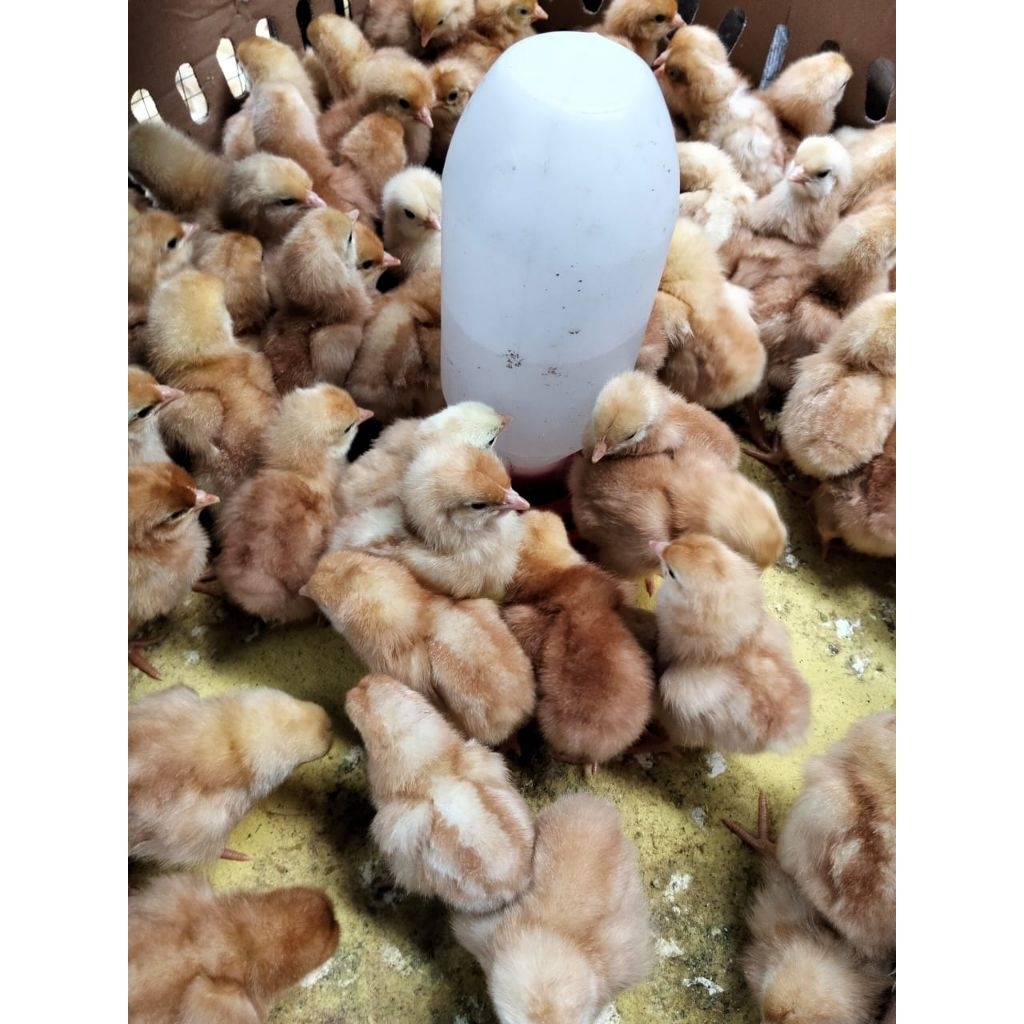 Bibit Ayam Petelur - DOC Ayam Petelur - Ayam Petelur (Betina)
