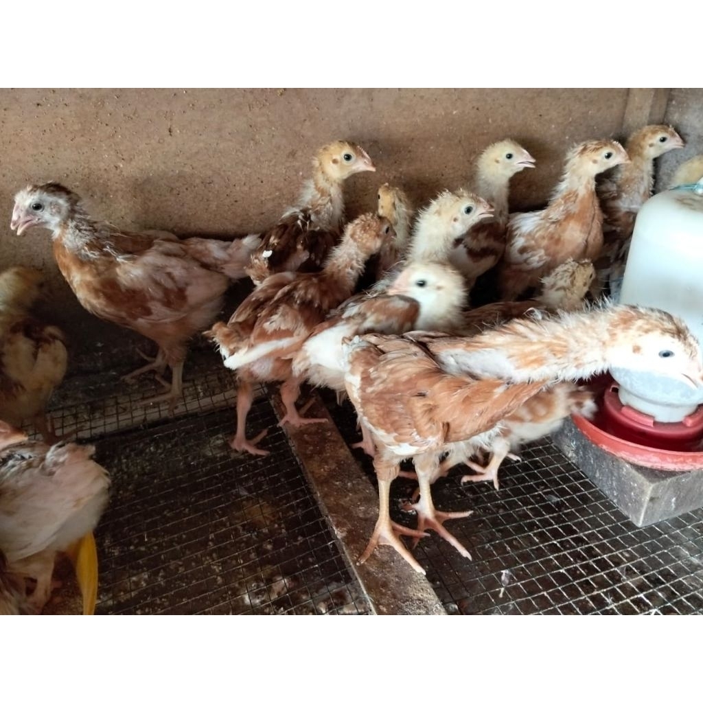 Ayam Petelur Usia 2 Bulan - Petelur 2 Bulan Sudah Vaksin (Betina)