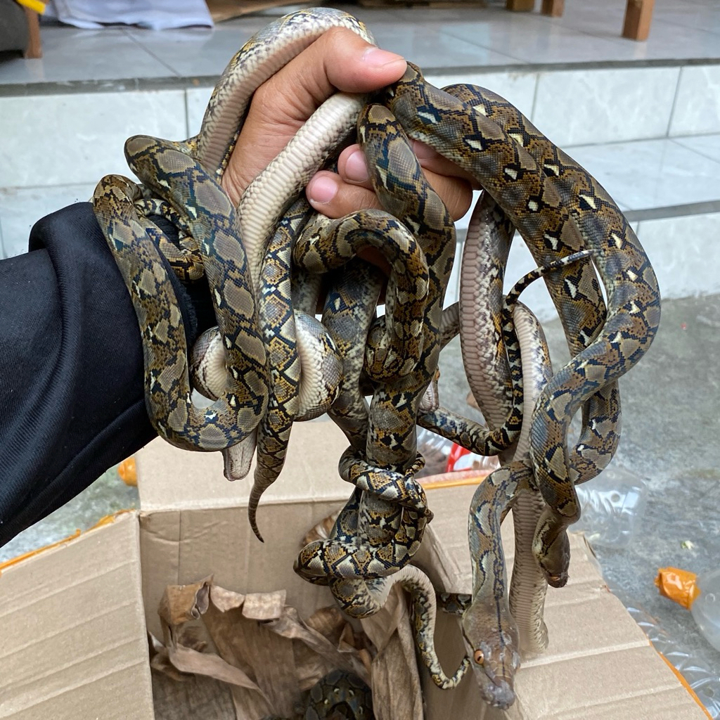 PAJANGAN BABY PYTHON