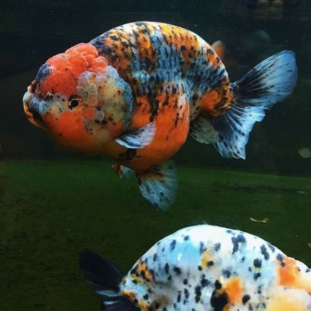ikan koki ranchu calico top