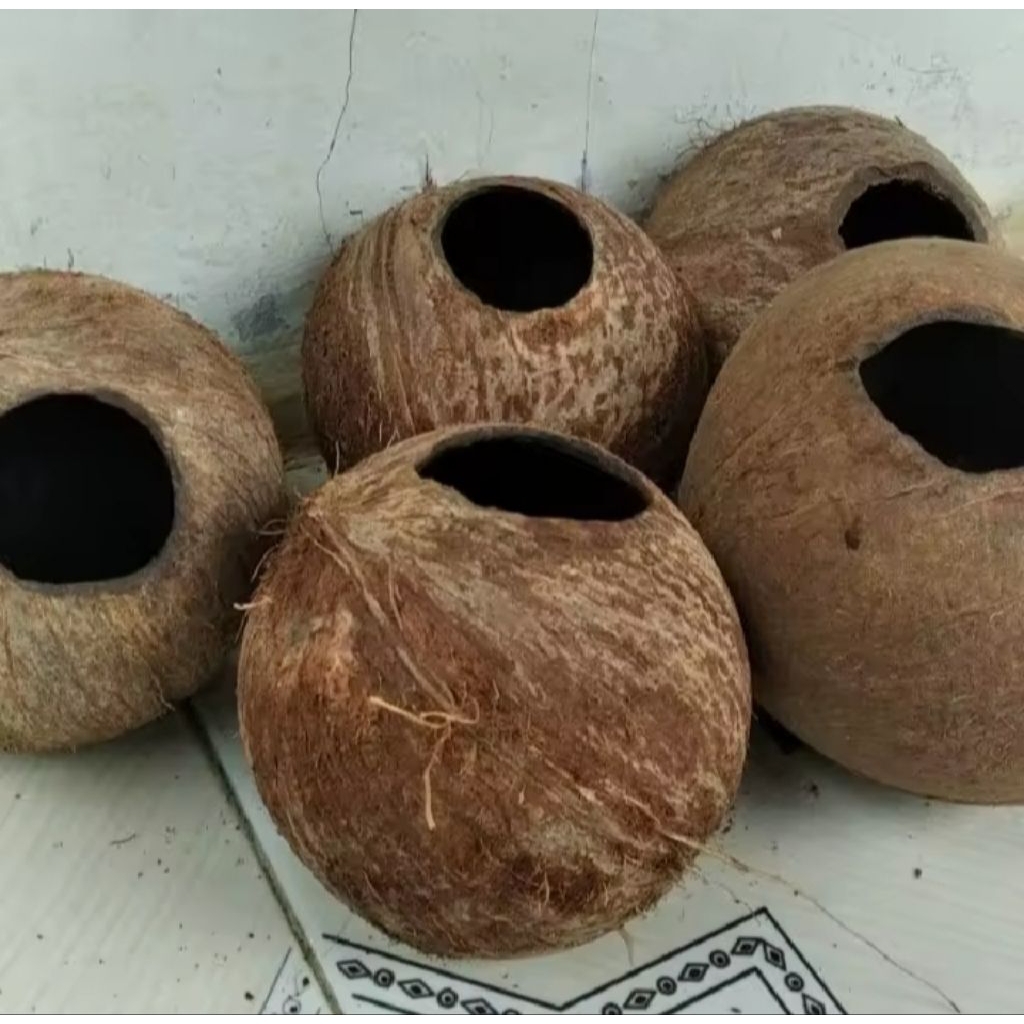 batok kelapa bolong/tempurung kelapa