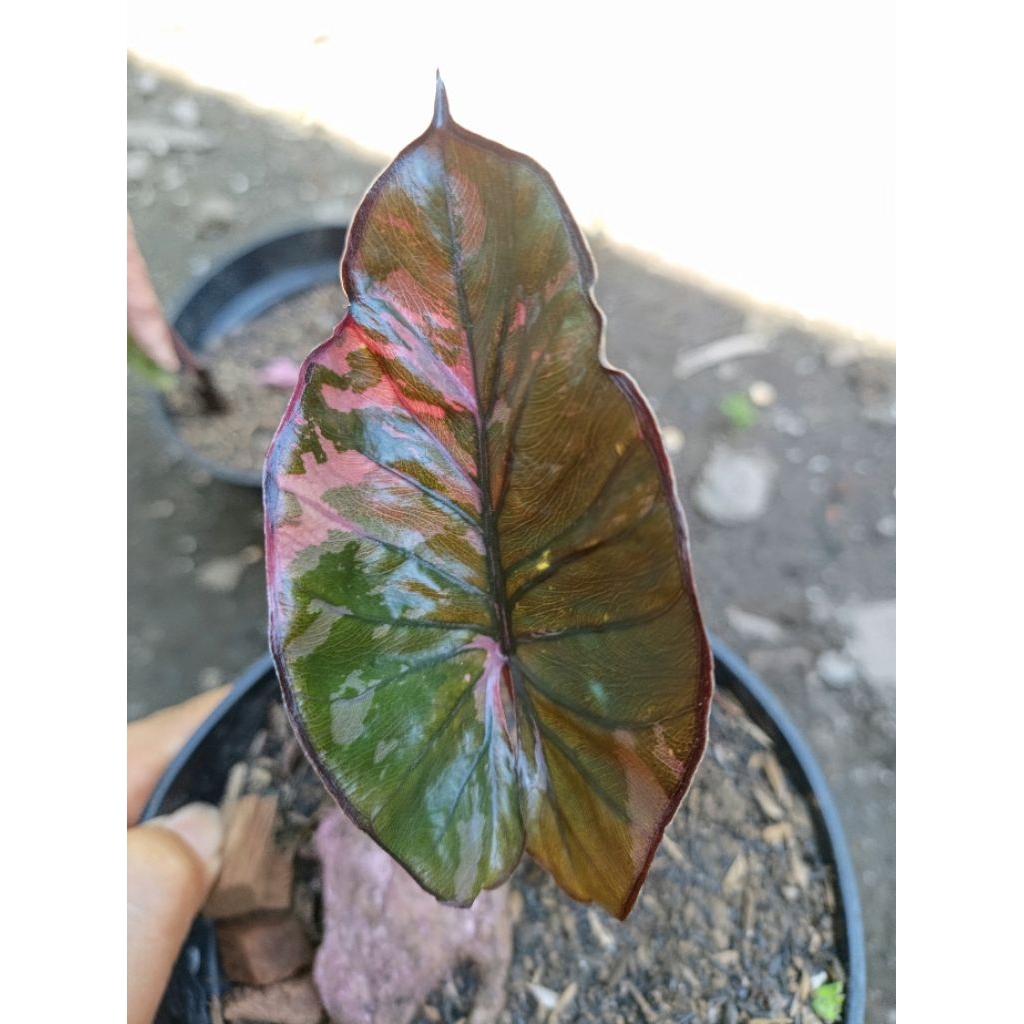 Alocasia Serendipity Varigata
