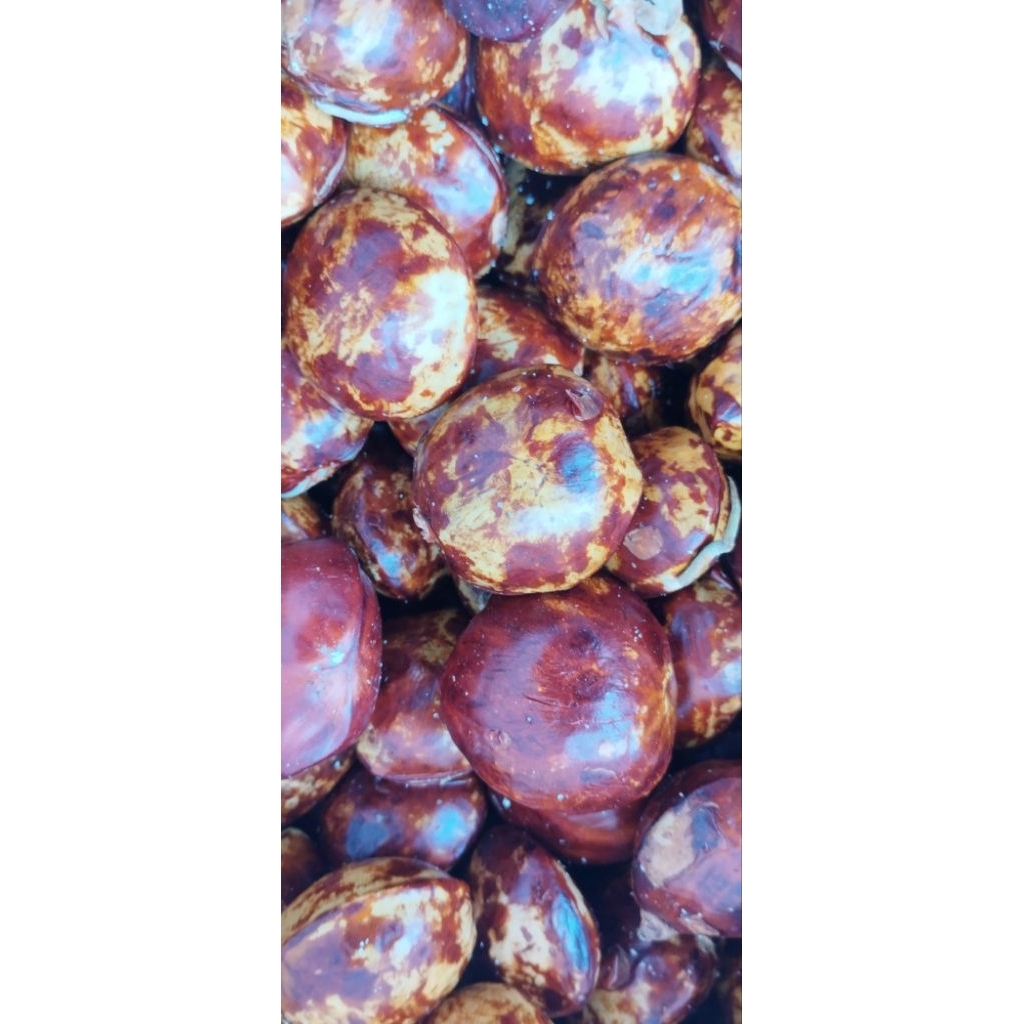 Jengkol Tua Super 1kg