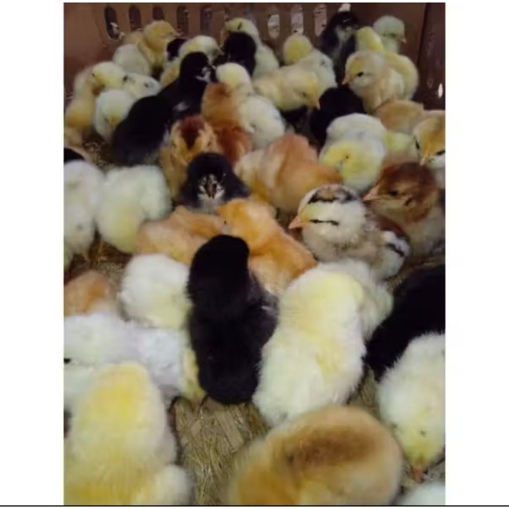 Grosir DOC AYAM KAMPUNG SUPER (JOPER) vaksin per-Box 102 ekor