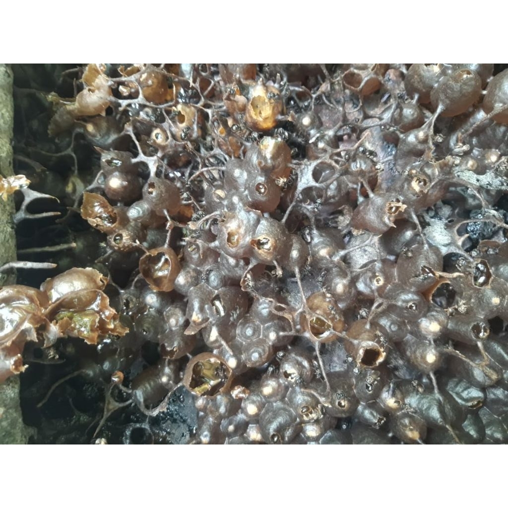 madu kelulut/klanceng murni 100%500ml