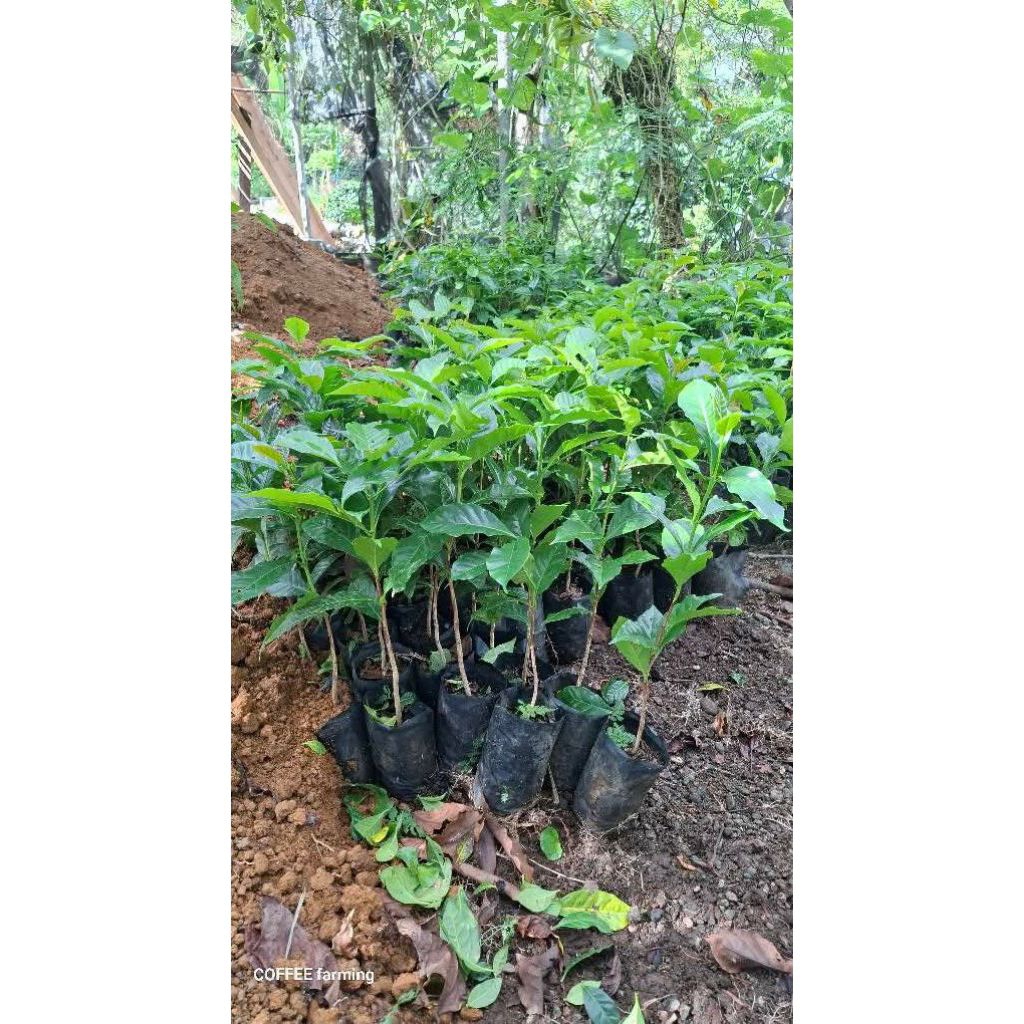 Termurah Bibit Kopi Arabika Ateng Unggul 50 Pcs / Bibit semai Kopi Arabika Ateng Unggul / Bibit Supe