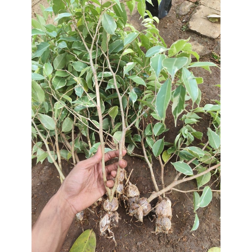 bahan bonsai beringin varigata murah isi 5