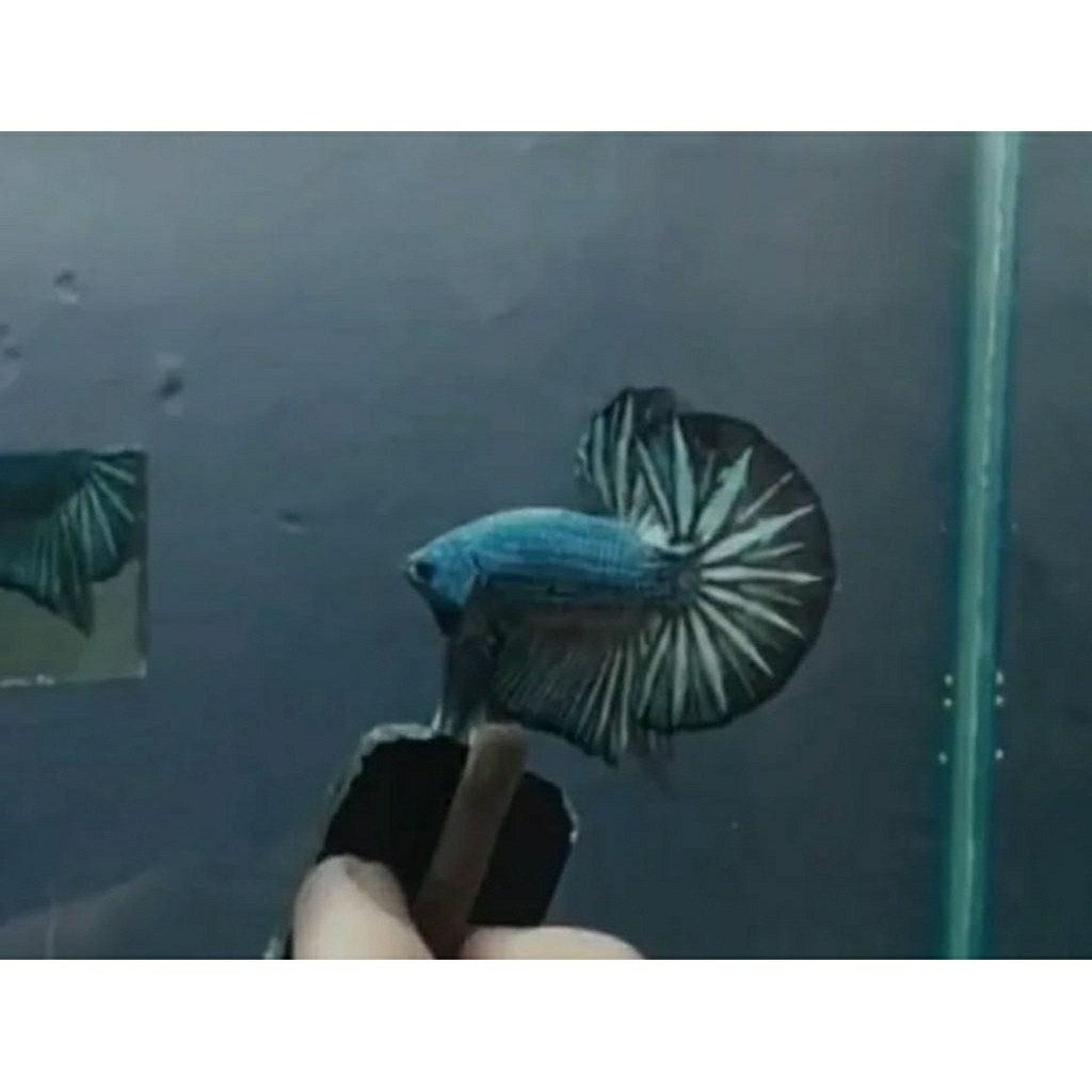 HMPK BESGEL/BESTER REGULER