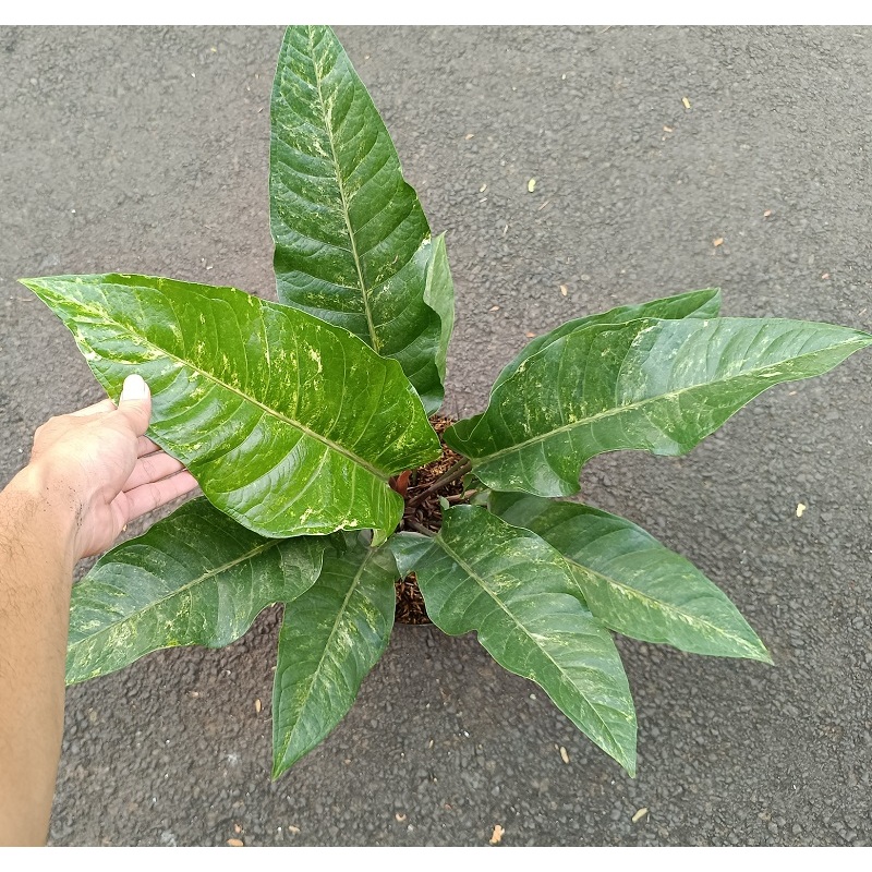 Anthurium Garuda Beauty Variegata M - Tanaman Hias Anthurium Garuda Beauty Varigata - Anthurium Vari