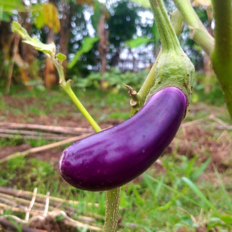 BIJI TERONG UNGU UNGGUL / BENIH TERONG UNGU PANJANG/ BIBIT TERONG JUMBO