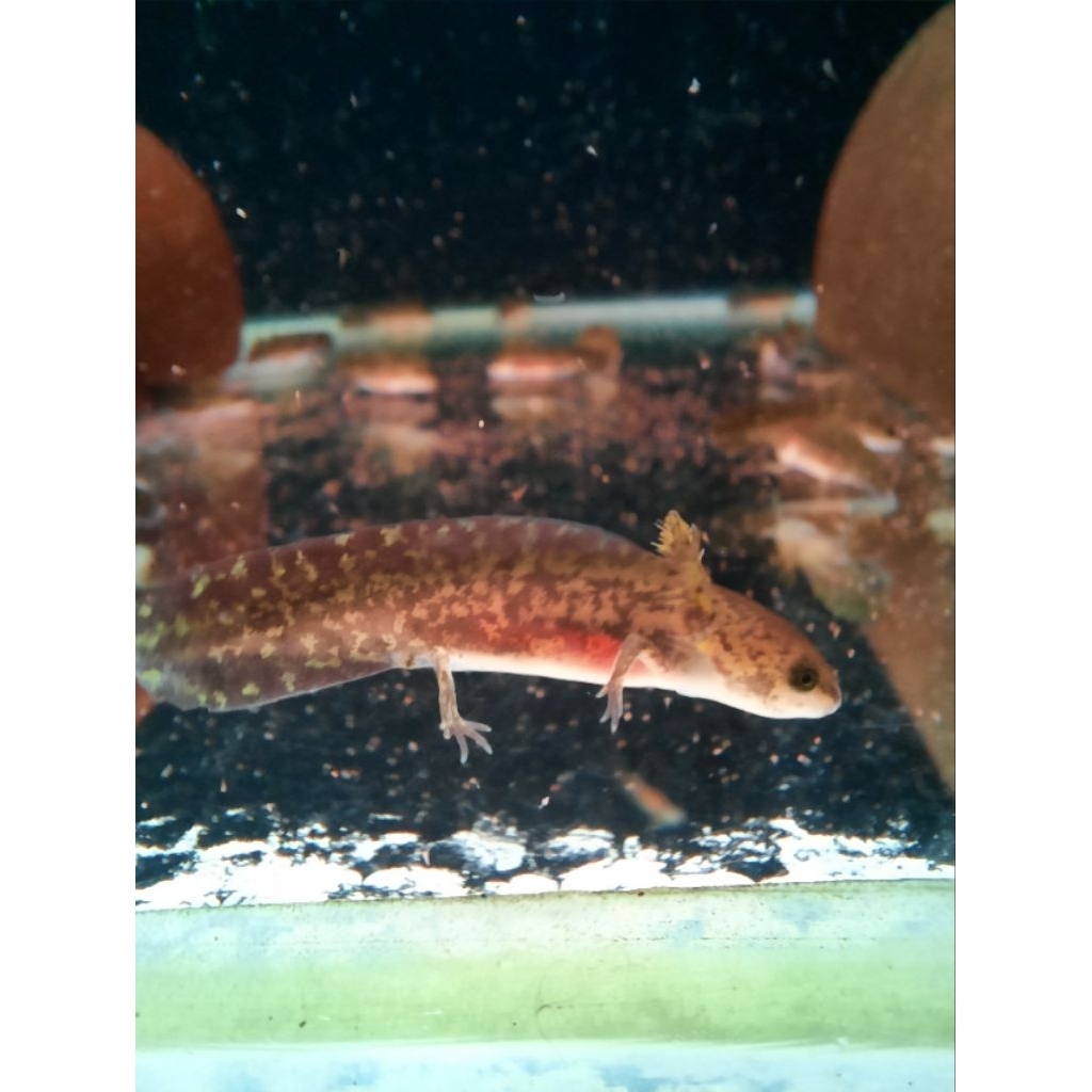 himalayan newt salamander / tylotrotinton verrucosus / kadal air / axolotl / amphibi